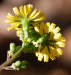 Oriental false hawksbeard